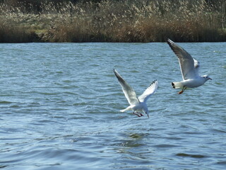 seagulls over the water