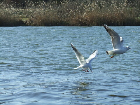seagulls over the water - Powered by Adobe