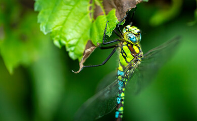 closeup of Blue-green darner on a green leaf
