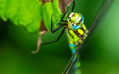 closeup of Blue-green darner on a green leaf