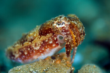 Close-up of a Juvenile Broadclub Cuttlefish (Sepia Latimanus). Ambon, Indonesia