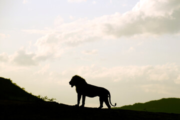 Silhouette of a Male Lion, standing on a Ridge at Dusk. Tsavo East, Kenya