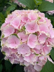 Beautiful pink Hydrangea macrophylla in a greenhouse against the background of green leaves close-up