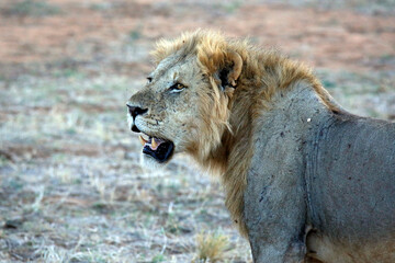 Male Lion from Side, with Open Mouth showing Teeth. Tsavo East, Kenya