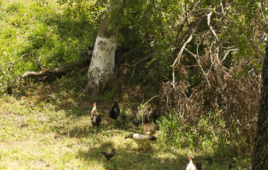 wild chickens roster in the grass
