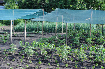 Vegetable garden with netting on the ground in summer.