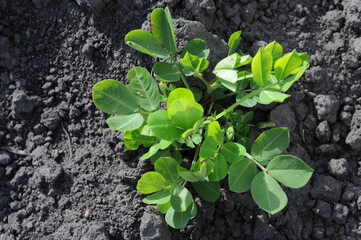 Green young peanut bush growing on a black soil background. Top view.