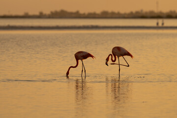Two flamingos are standing in shallow water during a golden sunset, one feeding and the other preening its feathers