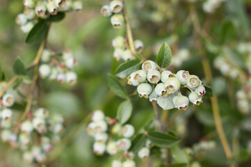 Unripe blueberries on the bush among green leaves