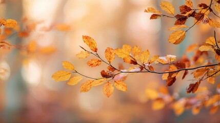 The Beautiful Autumn Leaves Highlighting the Tranquil Forest Background