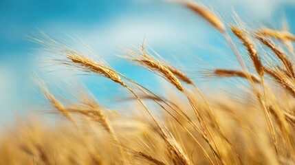 The golden wheat swaying gently under a blue sky in sunlight