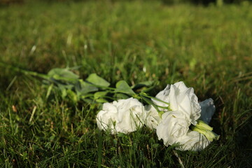 A bunch of elegant white roses rests gently on lush green grass, basking in the warm afternoon...