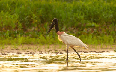 Jabiru stork wading through shallow water in the Pantanal region of Brazil