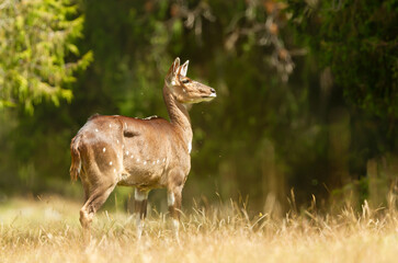 Portrait of a Mountain Nyala standing in a forest