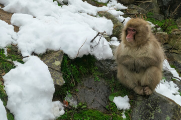 A Japanese snow monkey sits pensively on a rock where melting snow reveals green grass. This image captures a moment of transition in the rugged, seasonal landscape of Nagano, Japan.