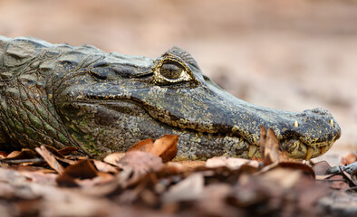 Portrait of a Yacare caiman resting on a river bank in Pantanal, Brazil