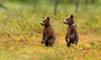 Close-up of two adorable brown bear cubs in the forest