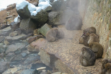 A large troop of Japanese macaques crowds together on a rocky ledge to conserve heat against the winter cold. Steam from the nearby hot springs drifts over them in Jigokudani Park, Nagano, Japan.