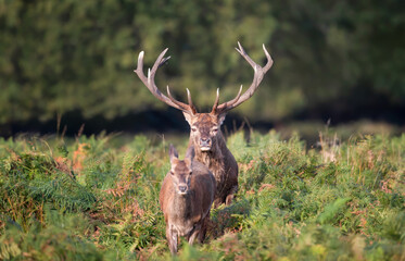 Red deer stag following hind through ferns during rutting season