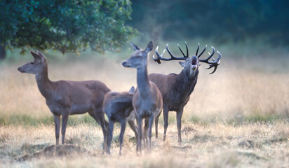 Red deer stag roaring during rutting season
