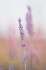 Budding lavender in a tranquil field during golden hour, showcasing the delicate beauty of nature's...