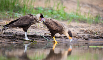 Southern crested caracara feeding chick on river bank