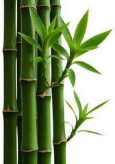 Obraz premium Closeup of lush green bamboo stalks, isolated on transparent background