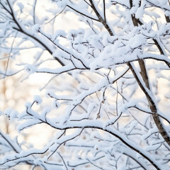 Tree branches covered in fresh white snow in winter light