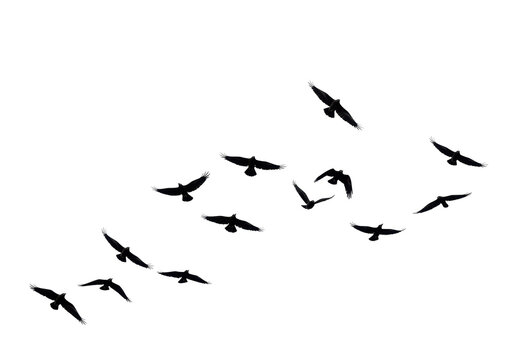 Isolated Silhouette of Birds Flying in Formation Against White Sky