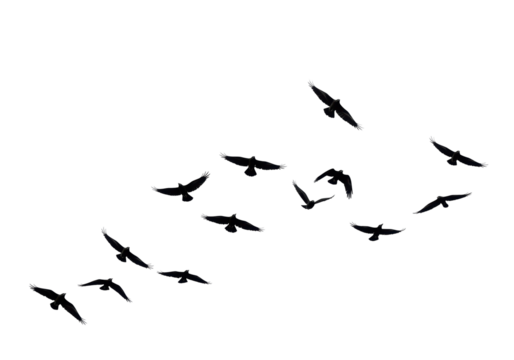 Isolated Silhouette of Birds Flying in Formation Against White Sky