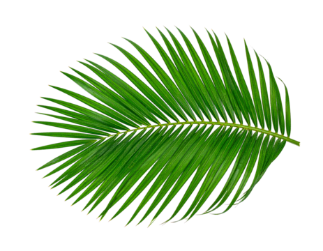 green palm leaf isolated on white background  - Powered by Adobe