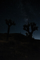 Joshua Tree Milky Way California USA