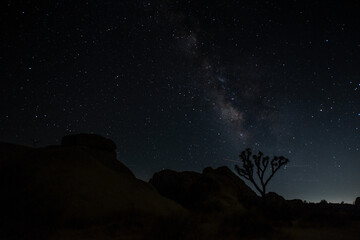 Joshua Tree Milky Way California USA