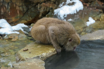 A thirsty Japanese snow monkey leans over a rock to drink directly from the warm, mineral-rich onsen. This natural behavior is captured on a rainy day at Jigokudani Monkey Park in Nagano, Japan.