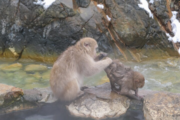 A caring adult Japanese macaque grooms a soaking wet baby monkey on the edge of a hot spring. This tender moment of social bonding and care is seen in Jigokudani Monkey Park, Nagano, Japan.