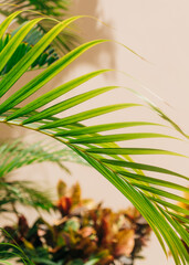 Lush green palm leaves gently swaying in a warm sunlight environment at a tropical location © tisaeff