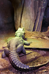 The Dwarf crocodile Osteolaemus tetraspis