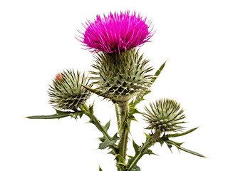   milk thistle isolated on white background PNG, AI GENERATED