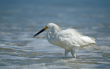 Right side of a Snowy Egret walking in the waters edge, its feathers fluffed, S shape neck, walking to the left at Ponce Inlet Beach in Florida.