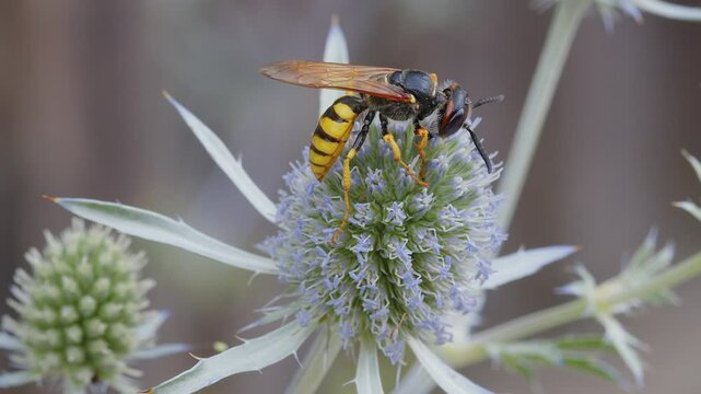 Wasp sitting on blue thistle eating nectar
