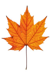 Naklejka premium A vibrant orange maple leaf isolated on transparent background