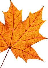 Obraz premium Single orange maple leaf, isolated on transparent background