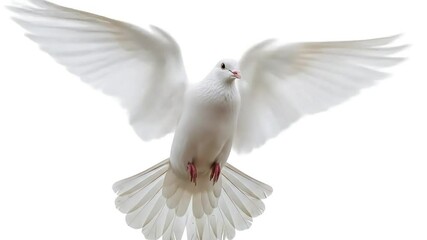 White dove in flight, wings spread, against white background; peace symbol - Powered by Adobe