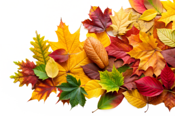 A colorful arrangement of vibrant autumn foliage on a black backdrop showcases the season's beauty with yellow, red, and green maple leaves, transparent background