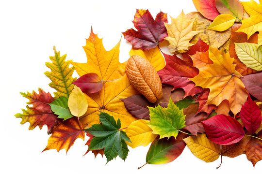 A colorful arrangement of vibrant autumn foliage on a black backdrop showcases the season's beauty with yellow, red, and green maple leaves, transparent background