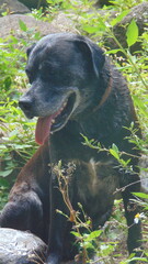 Portrait d'un beau chien noir