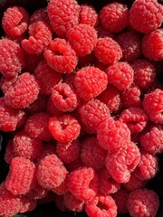 Close-up of multiple fresh red raspberries taken under natural sunlight, highlighting their texture...
