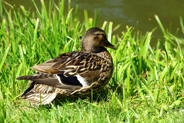 Duck resting by the riverside in summer grass