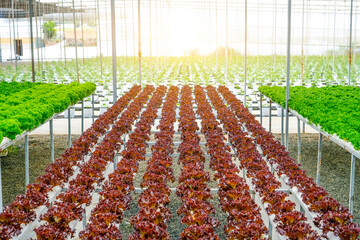 Vibrant rows of red and green lettuce are cultivated in a greenhouse, illuminated by warm morning...