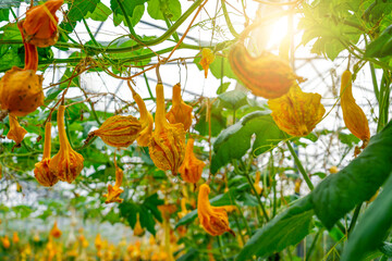 Colorful yellow flowers hang from green vines inside a greenhouse, thriving under bright sunlight. The natural arrangement highlights the beauty of floral growth in a nurturing space